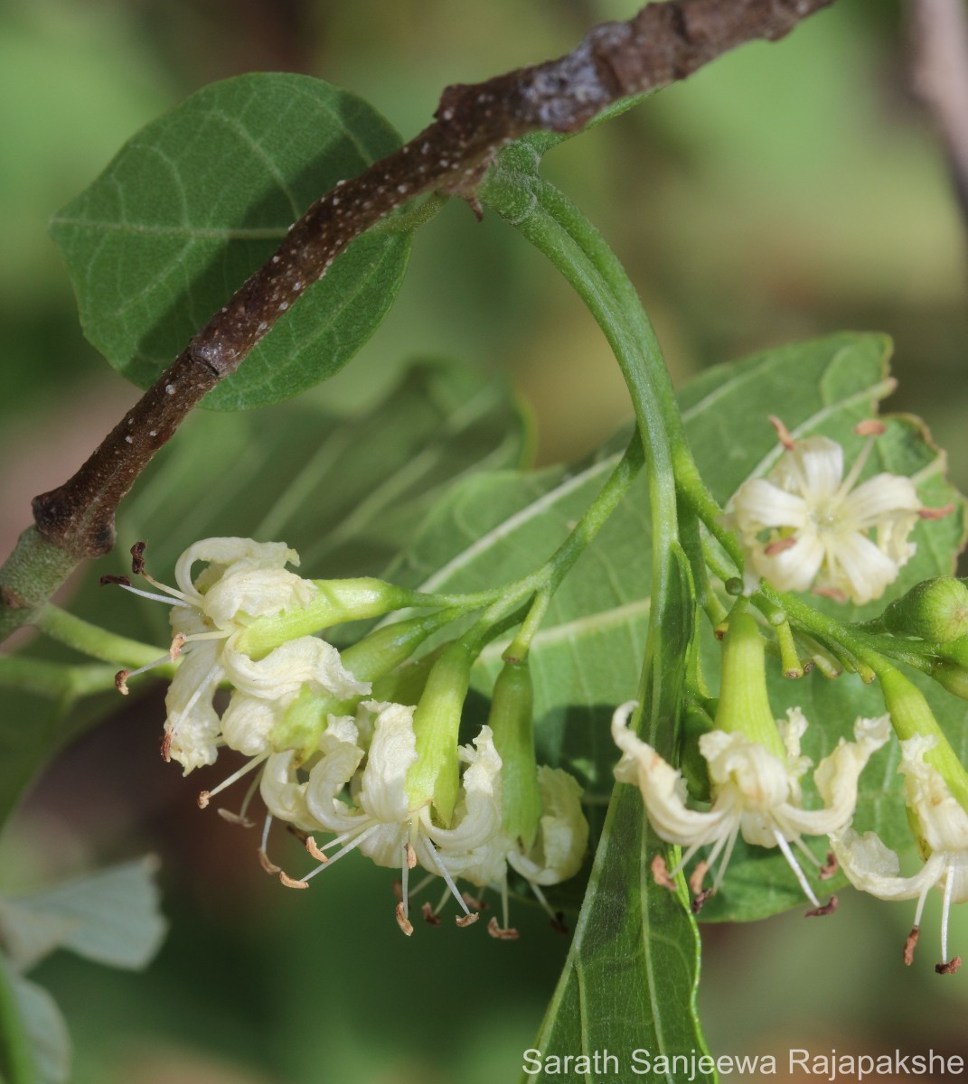 Cordia dichotoma G.Forst.